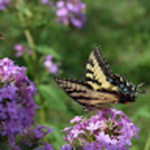 Meet your Posher, Allisyn